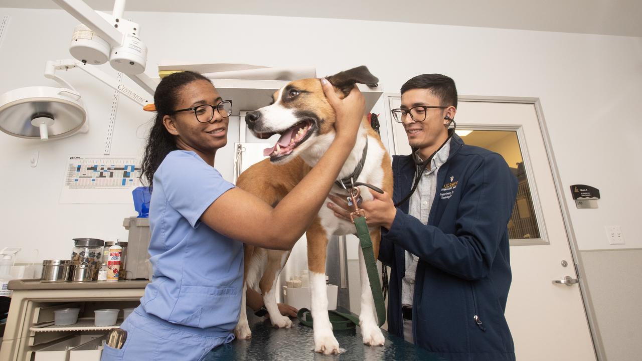 Two people check the health of a dog standing on a vet table in a clinic setting.