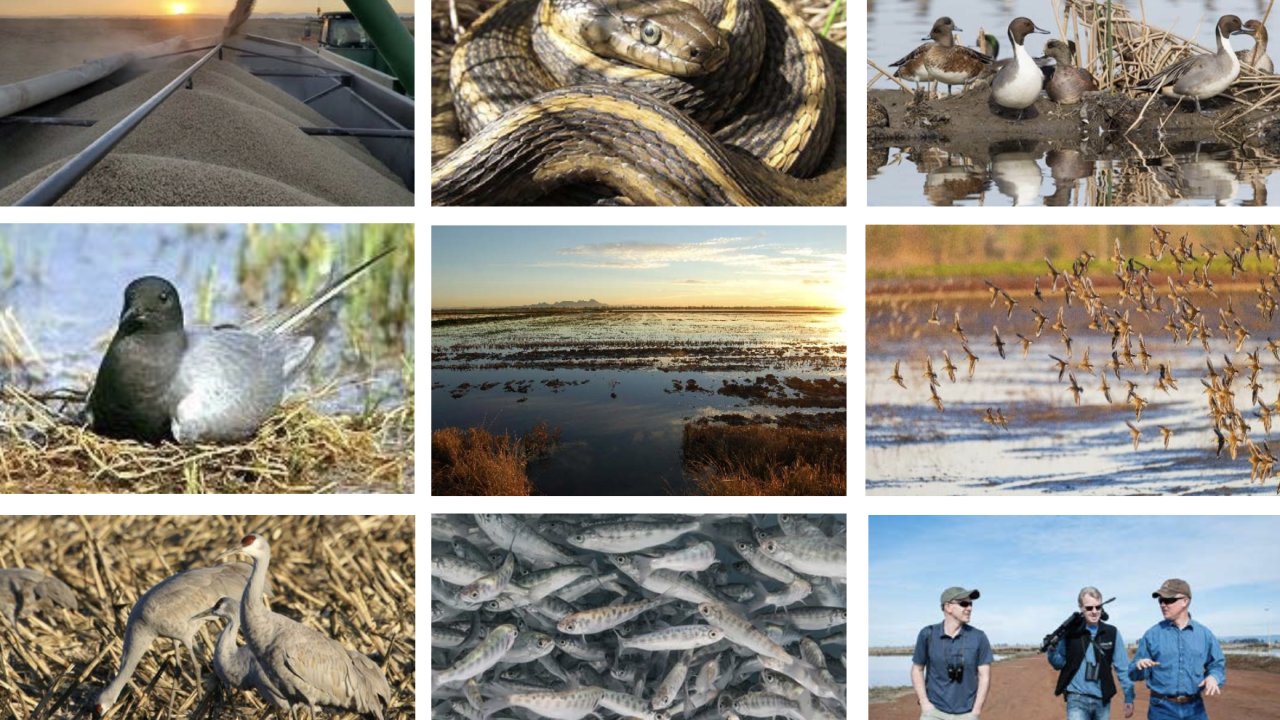 Composite image made up of 3 rows of 3 photos. Left to right, starting from top row: Rice being loaded into an open trailer; garter snake; ducks; a seabird sitting on a straw nest; flooded rice fields at sunset; flock of birds over flooded fields; sandhill cranes; school of fish; three people walk through a field. 