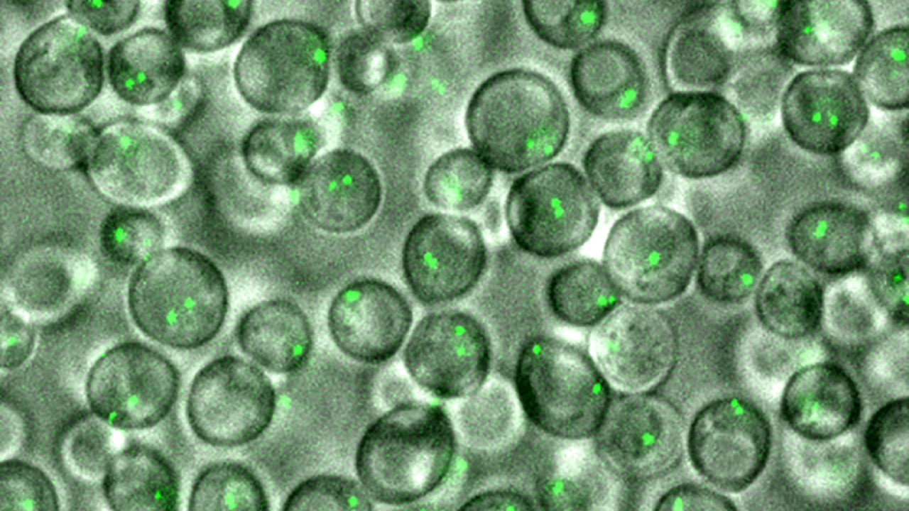 Circles with bright green dots against a green background