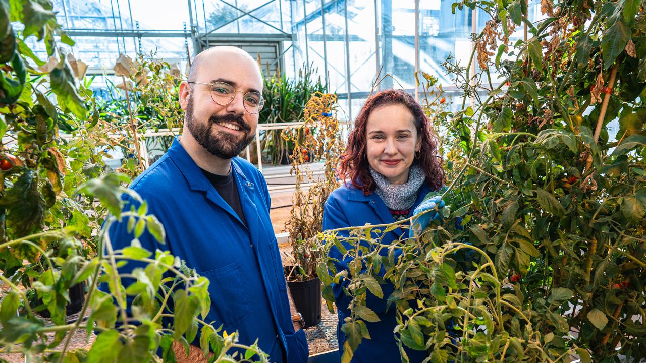 At left a bald man with a short beard and glasses, to right a woman with shoulder length red hair. Both are wearing dark blue lab coats. They are surrounded by tomato plants. 