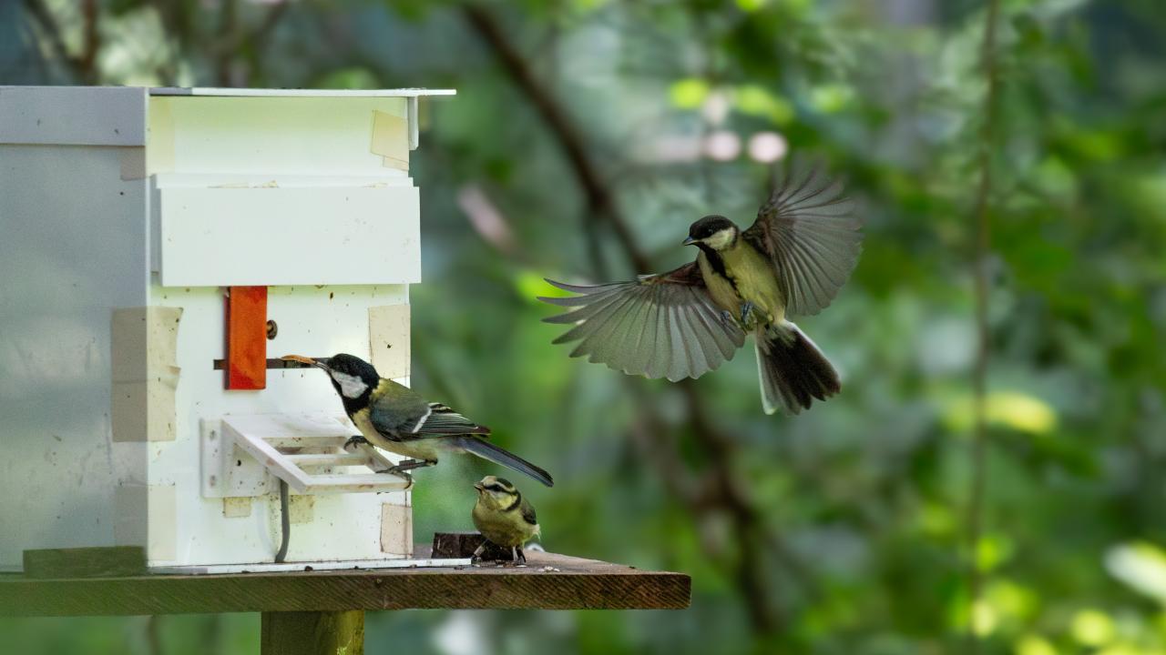A young songbird, the great tit, with yellow, white and black markings, pushes a red sliding door to the left of a white box while two other birds watch. 