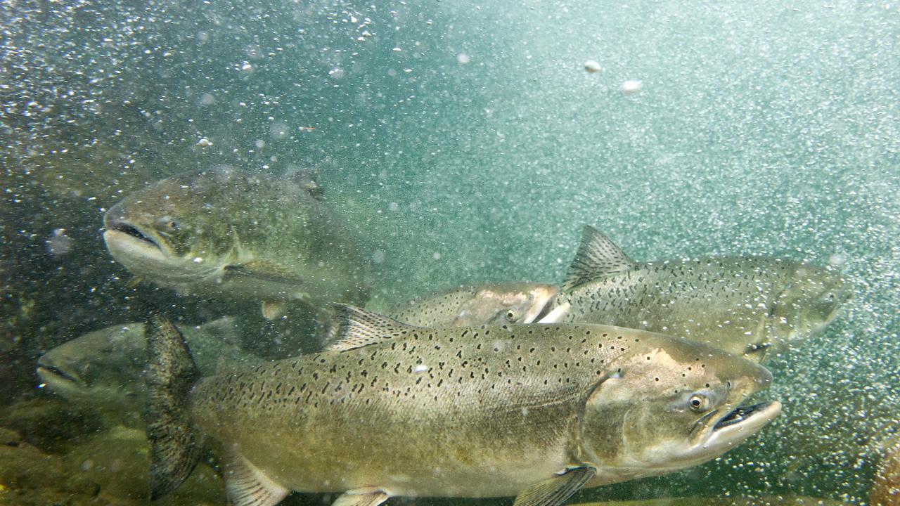 spring-run chinook swimming in river