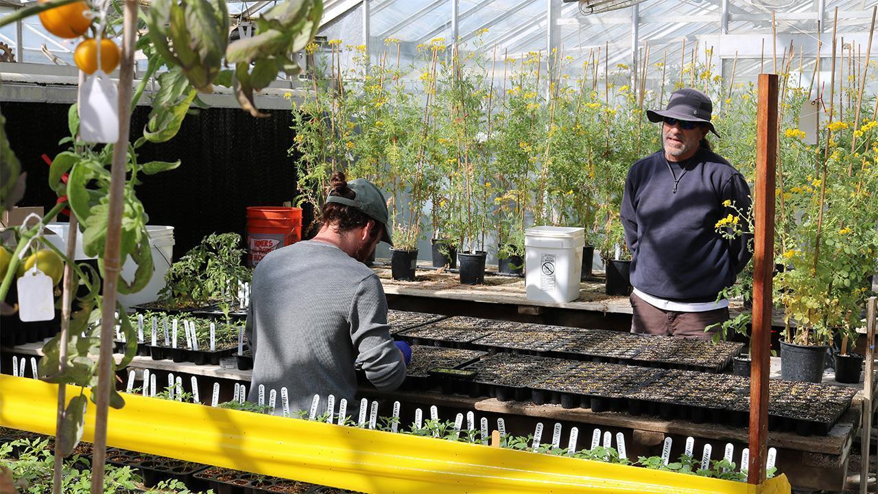 Two people work in a greenhouse, one planting tomato seeds