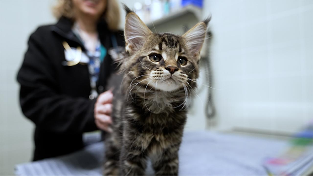 A fluffy brown tabby cat with large ears, sitting on a table with a person in the background.