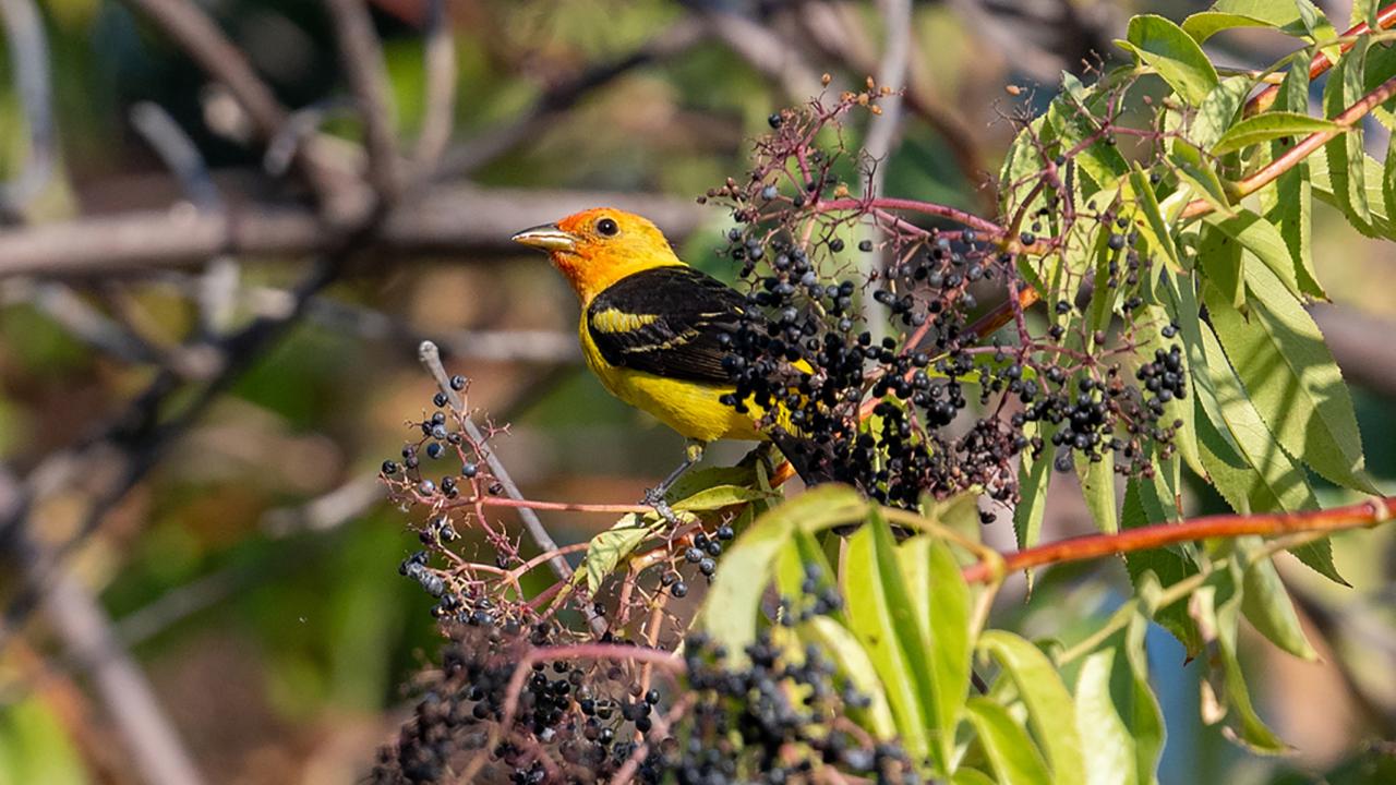 A bird with a golden yellow head and body and black wings sits on a branch among small black berries. 