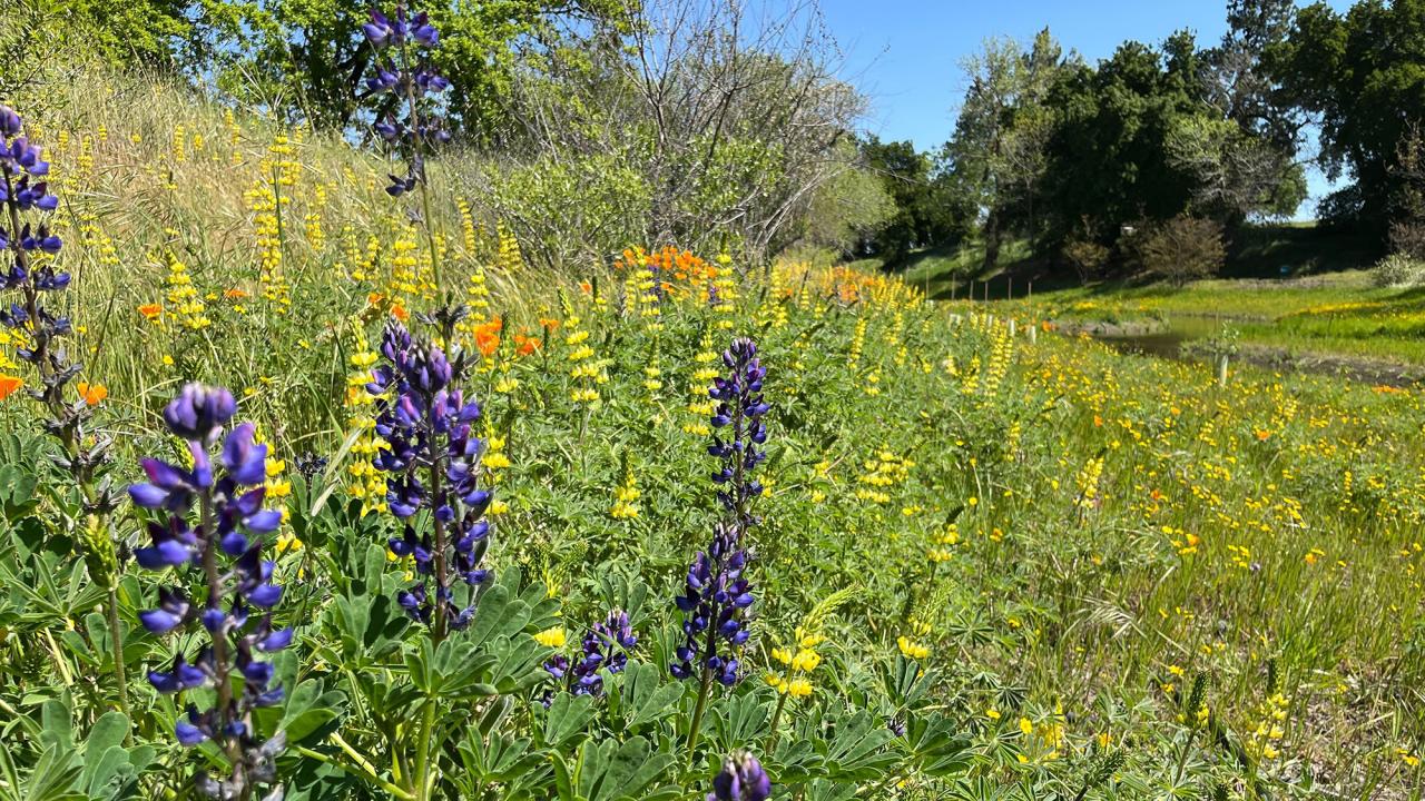 Wildflowers on a sunny day in the UC Davis Arboretum