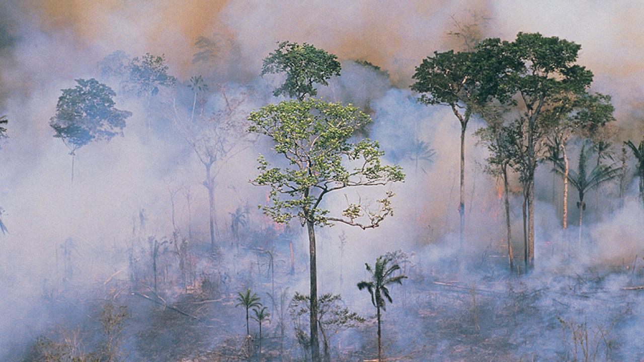 Amazon wildfire