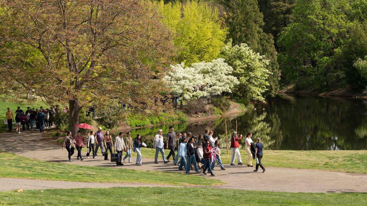 Groups of people walk along a path through a grassy area by a pond. Blossoming trees line the pond and tower over the path.