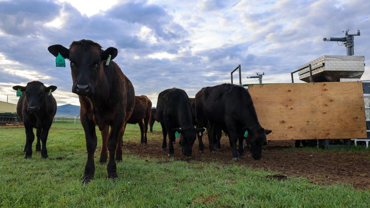 Beef steers graze on a ranch in Dillon, Montana. The machine nearby releases a supplement and measures the steers' methane emissions. (Paulo de Méo Filho/UC Davis)) 