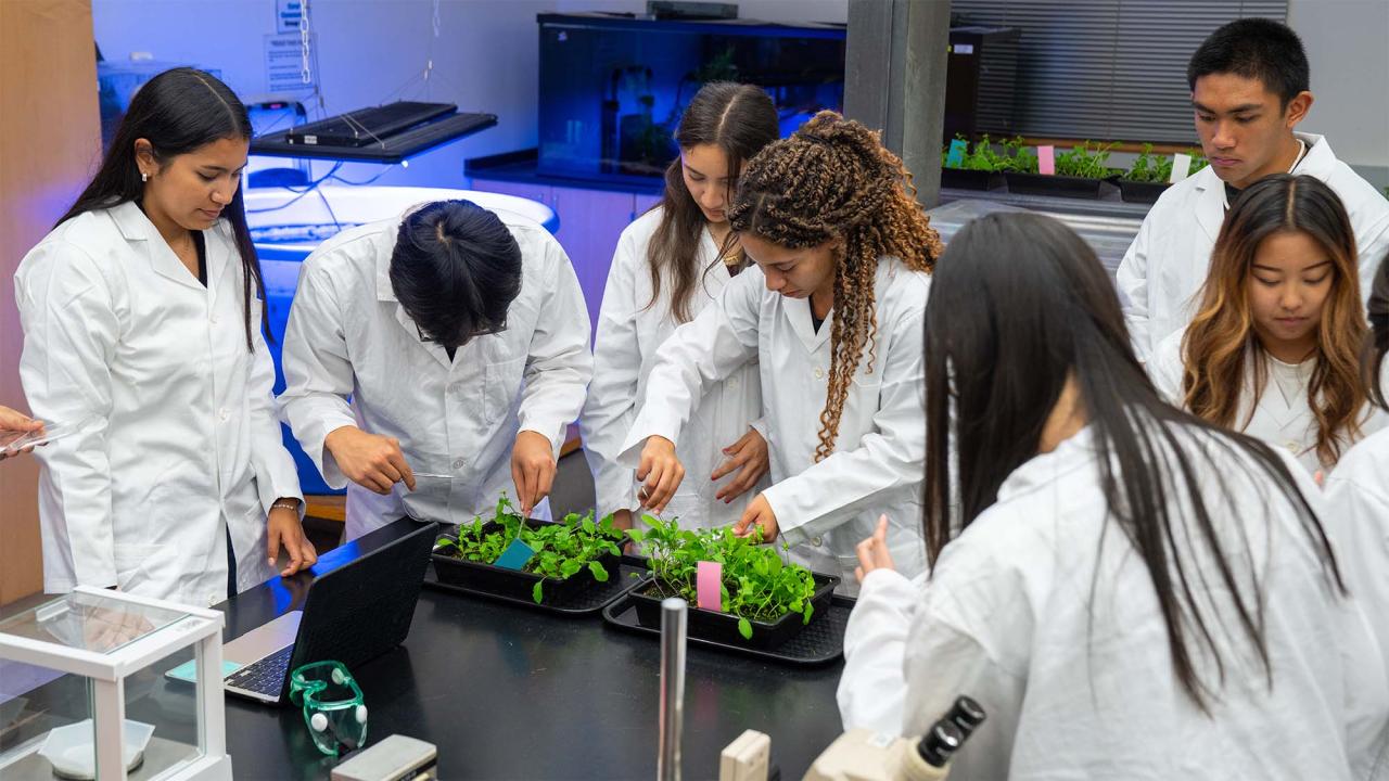 Students wearing white lab coats gather around a table in a lab setting. Several of them are stooped over, closely looking at green plants on a pair of trays.