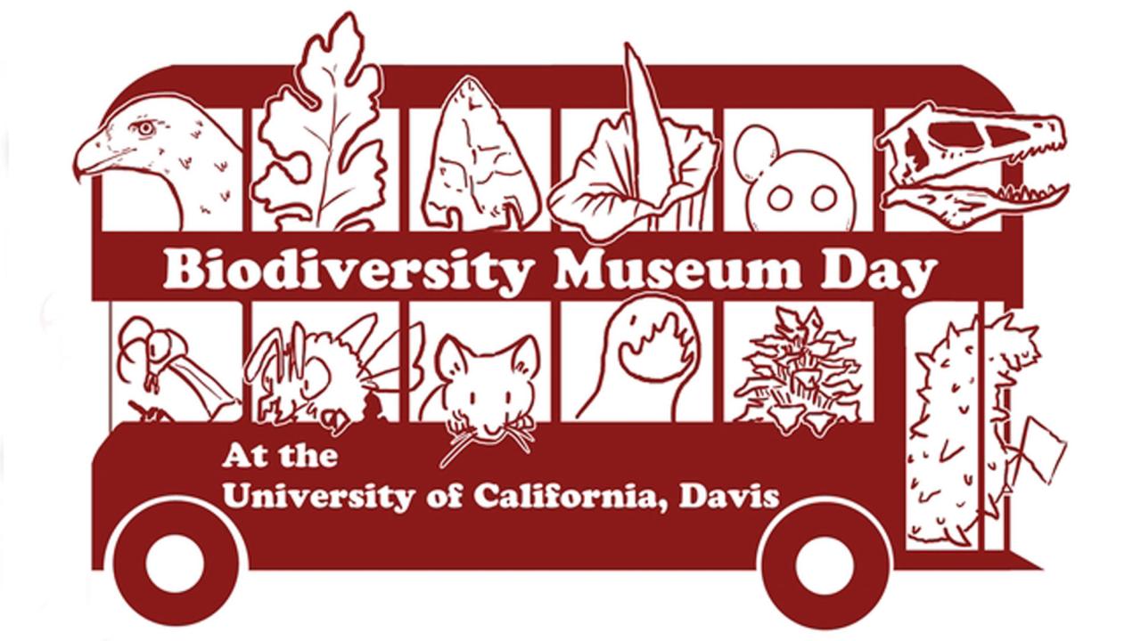 Drawing: "Biodiversity Museum Day" double-decker bus with specimens/artifacts in windows