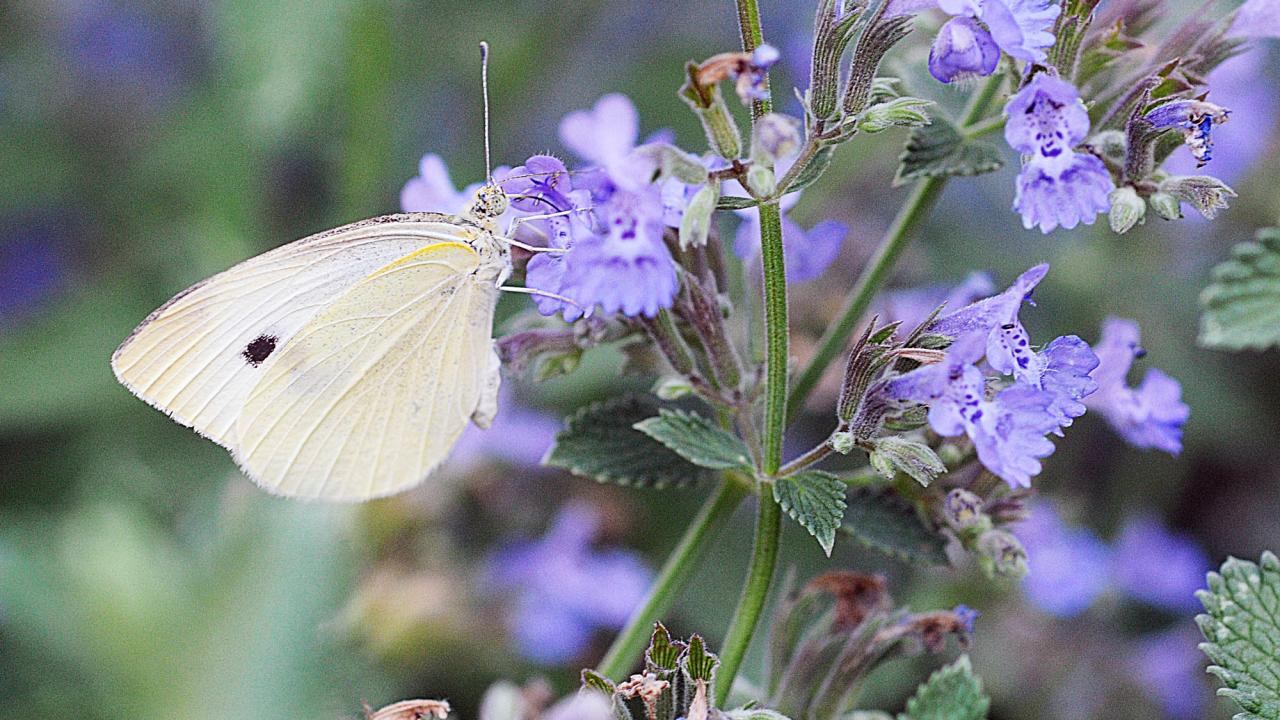 Cabbage white butterfly on purple flowers