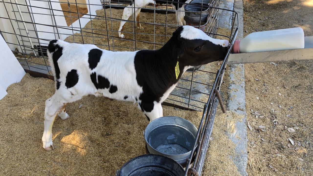 Black and white spotted Holstein calf feeds from a bottle of colostrum milk. UC Davis researchers have found that acidification of waste milk can kill H5N1, the virus that causes bird flu. (Richard Van Vleck Pereira/UC Davis)