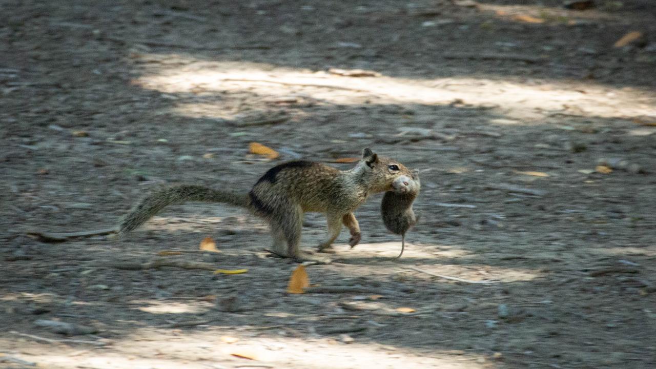 Ground squirrel runs aross a dirt road with a vole in its mouth