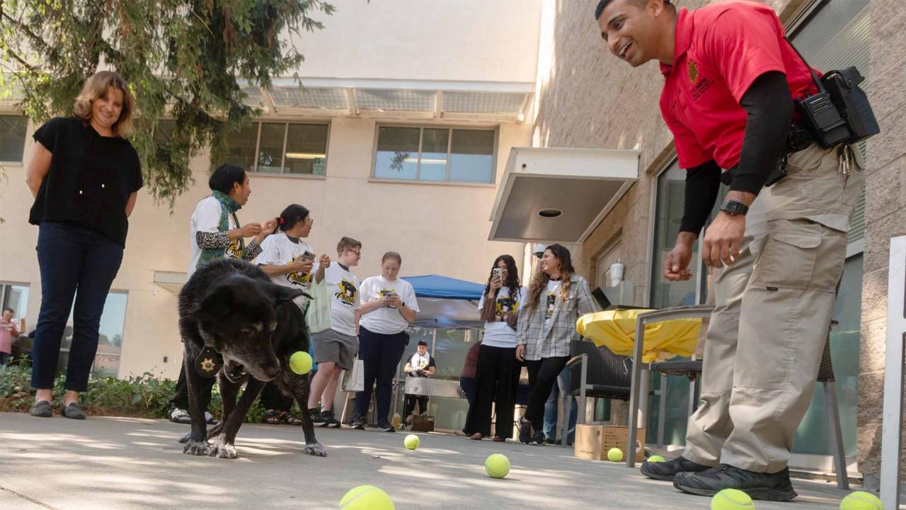 Charlie chases tennis balls at the UC Davis Police Department