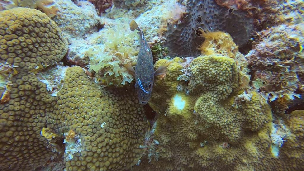 cleaner goby with bright blue stripe cleans grouper in coral reef