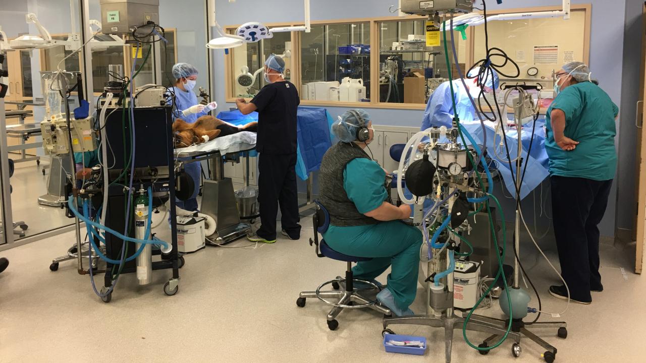 Dogs undergoing surgeries on two tables.