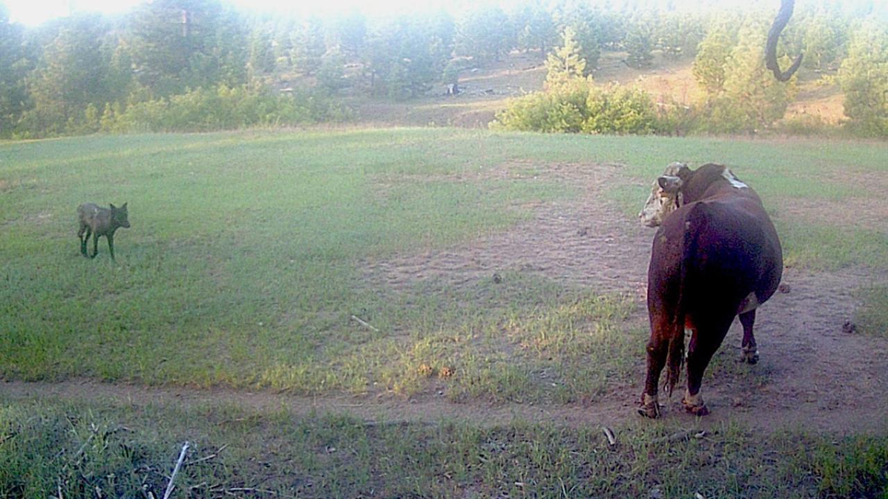 A gray wolf captured on a game camera approaching a bull in a forested area in June of 2023. (Tina Saitone and Ken Tate / UC Davis)