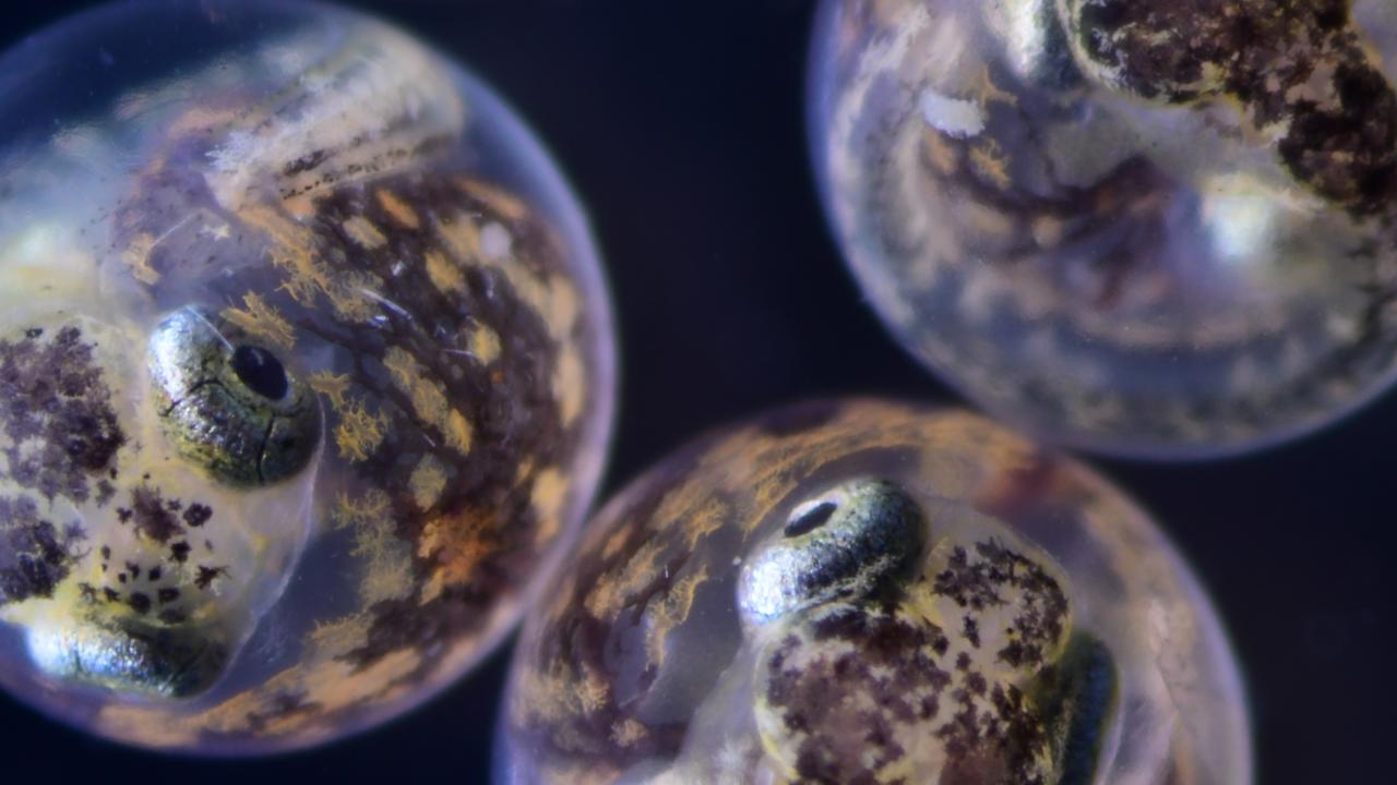 clear spheres containing embryonic killifish showing their eyes and faces are set over a black background