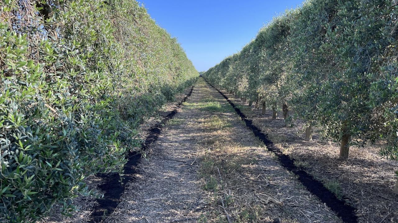 Rows of tightly-packed olive trees like these shown here produced the same yields and high-quality oil even when using 25-50% less nitrogen than recommended amounts for traditional orchards. (Savannah Haas/UC Davis)