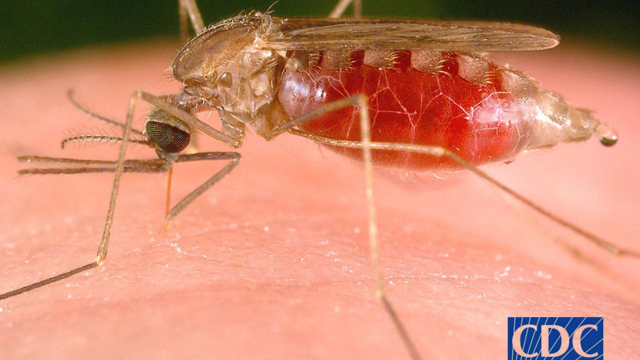  A blood-filled mosquito on human skin