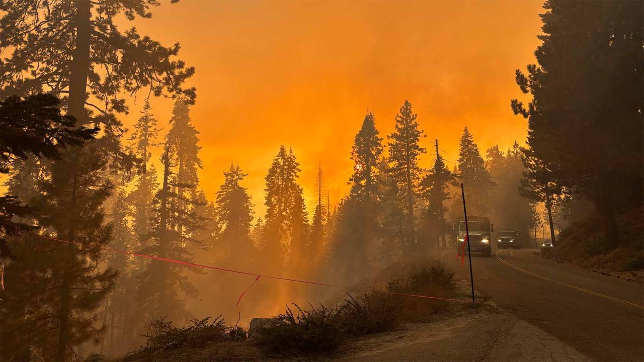 Photo shows fire trucks driving in forest with orange flames visible in background