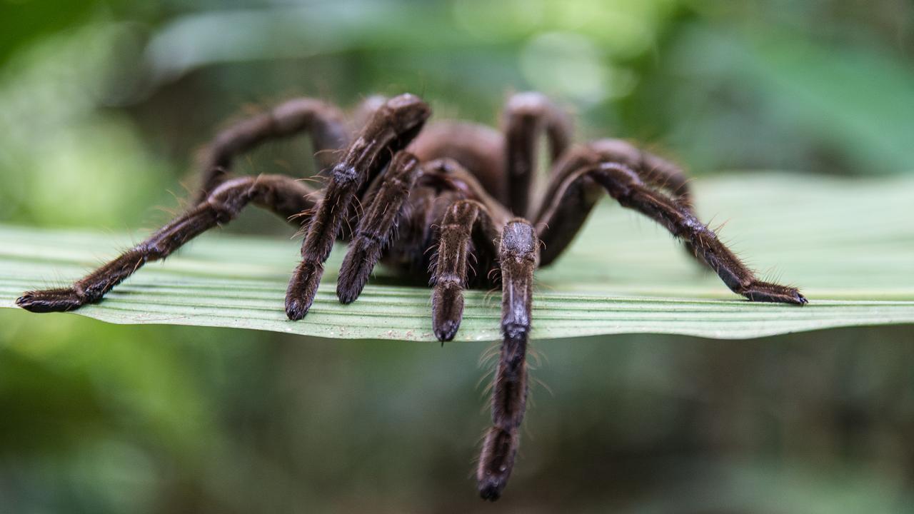 Tarantula spider on leaf facing camera.