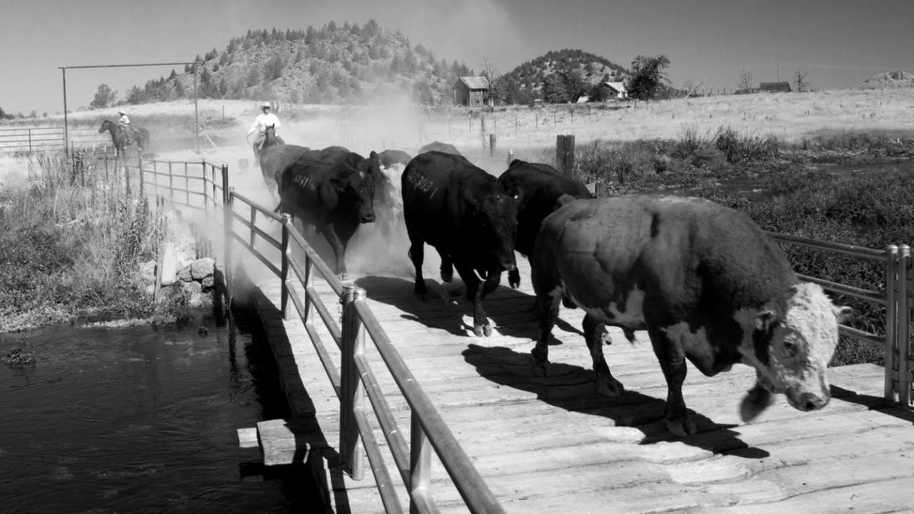 bulls over bridge