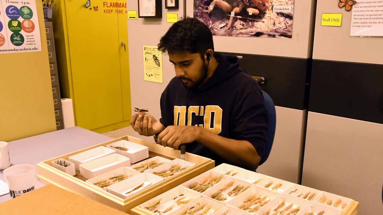Lohitashwa Garikipati sorts specimen in the Bohart Museum of Entomology at UC Davis