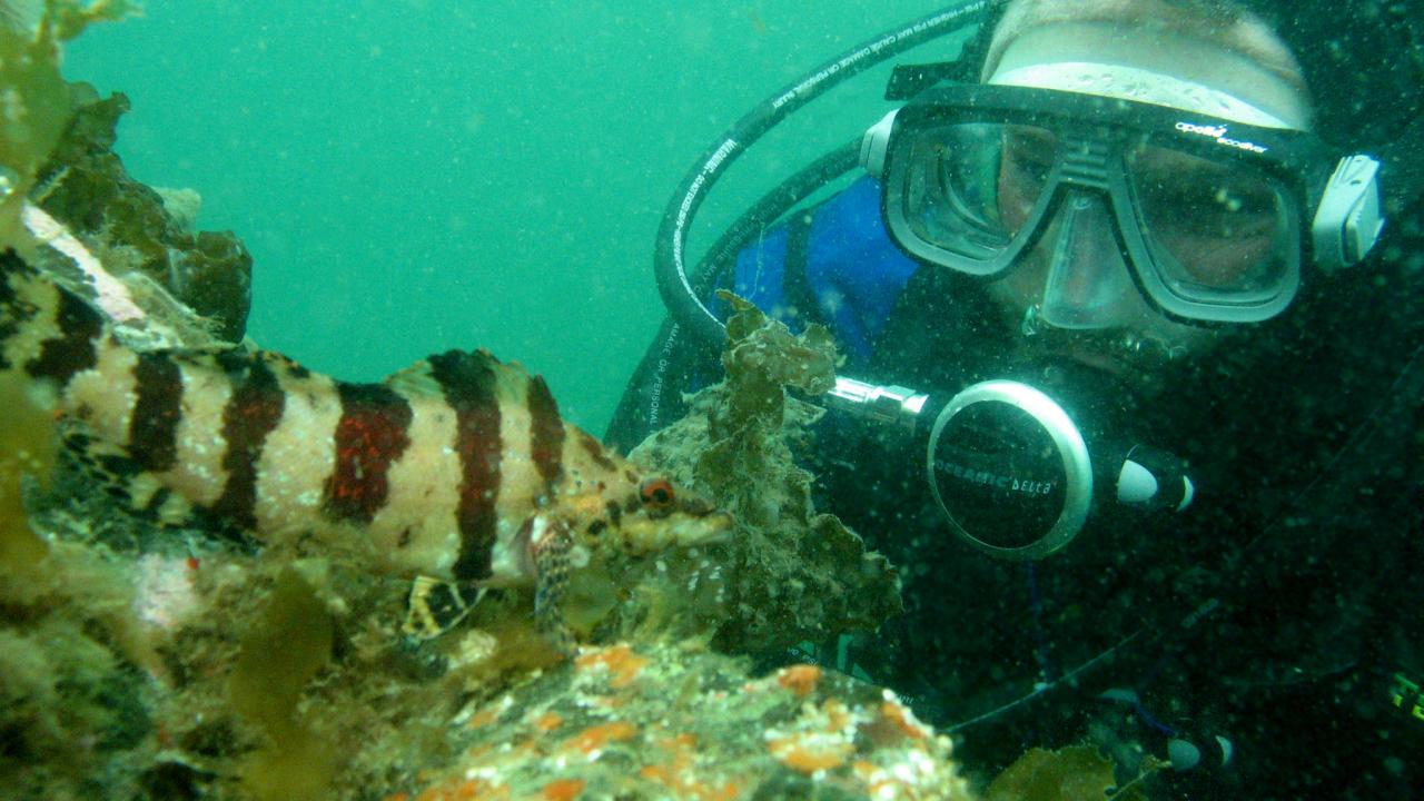 diver underwater looking at fish 