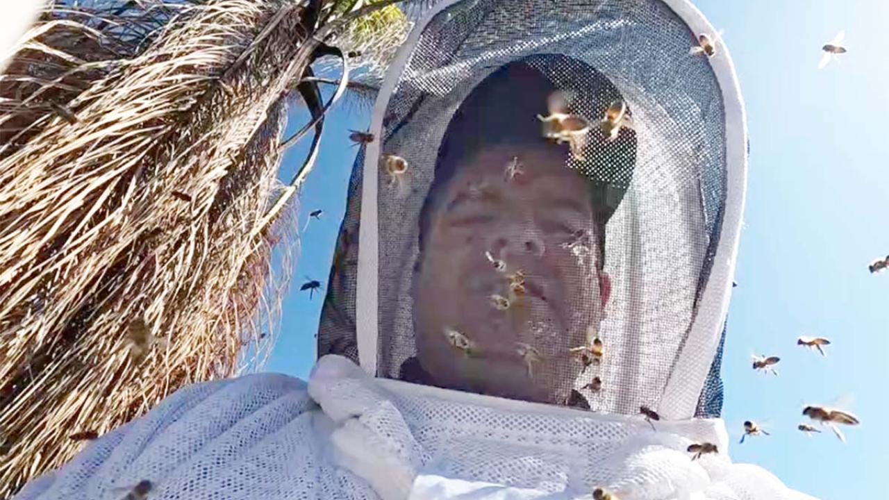Person wearing bee suit looks down at camera while bees fly around