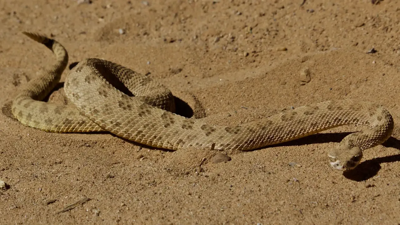 A rattlesnake stretches out on a sandy path