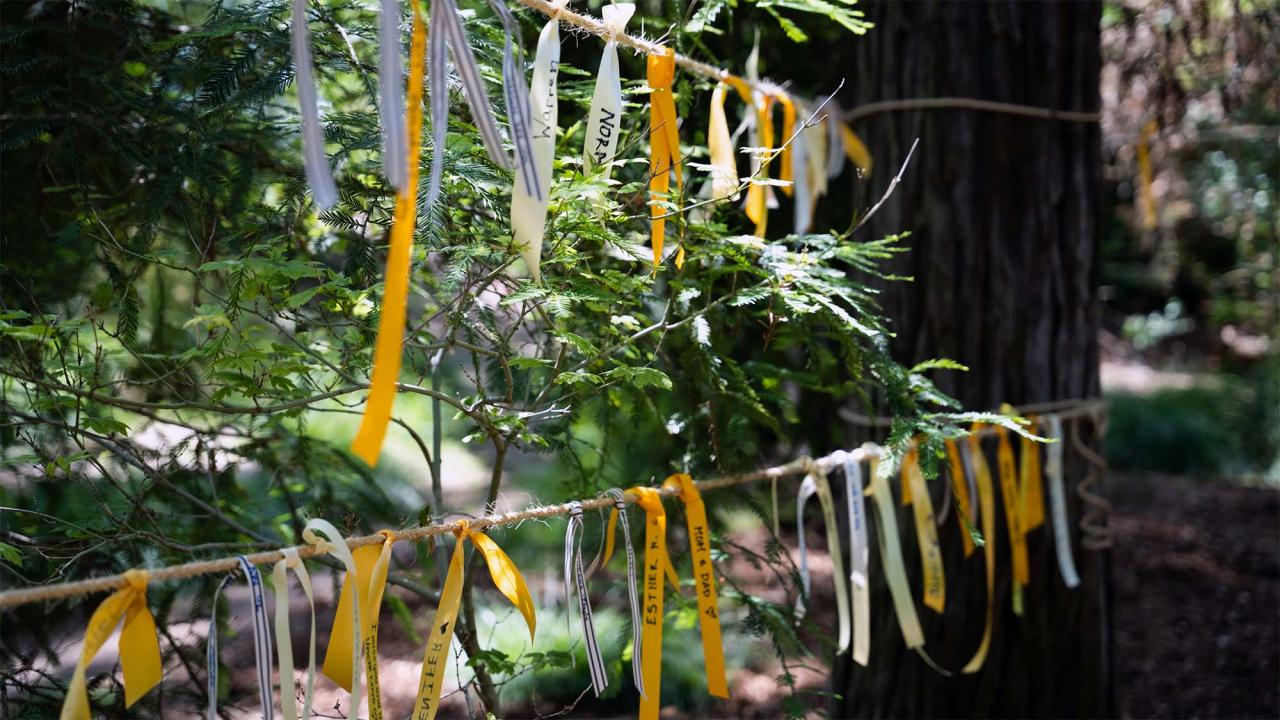 Yellow and white ribbons tied along tree branches in a shaded redwood grove