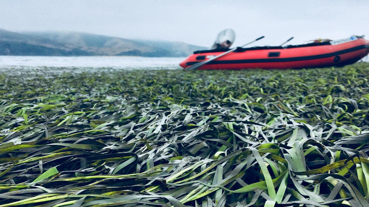 Bed of seagrass exposed by low tide. In the background, a red inflatable boat. 