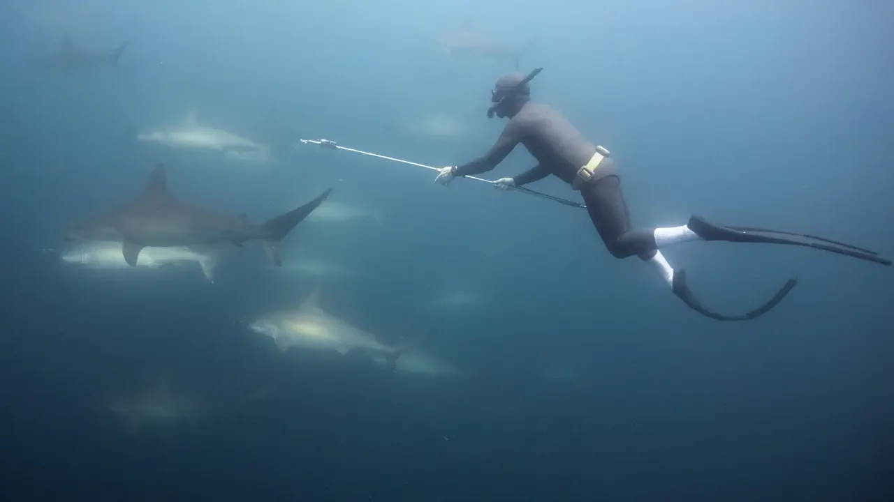A scuba diver swims toward a group of sharks with a long, pointed pole. The water is somewhat murky.