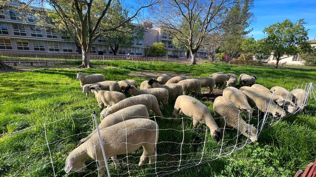 Sheep grazing on green hill on campus.