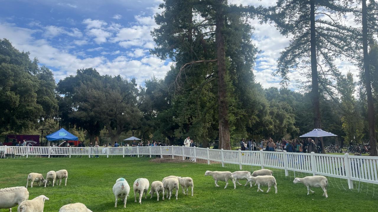 Sheep in green pasture with blue sky and clouds in background