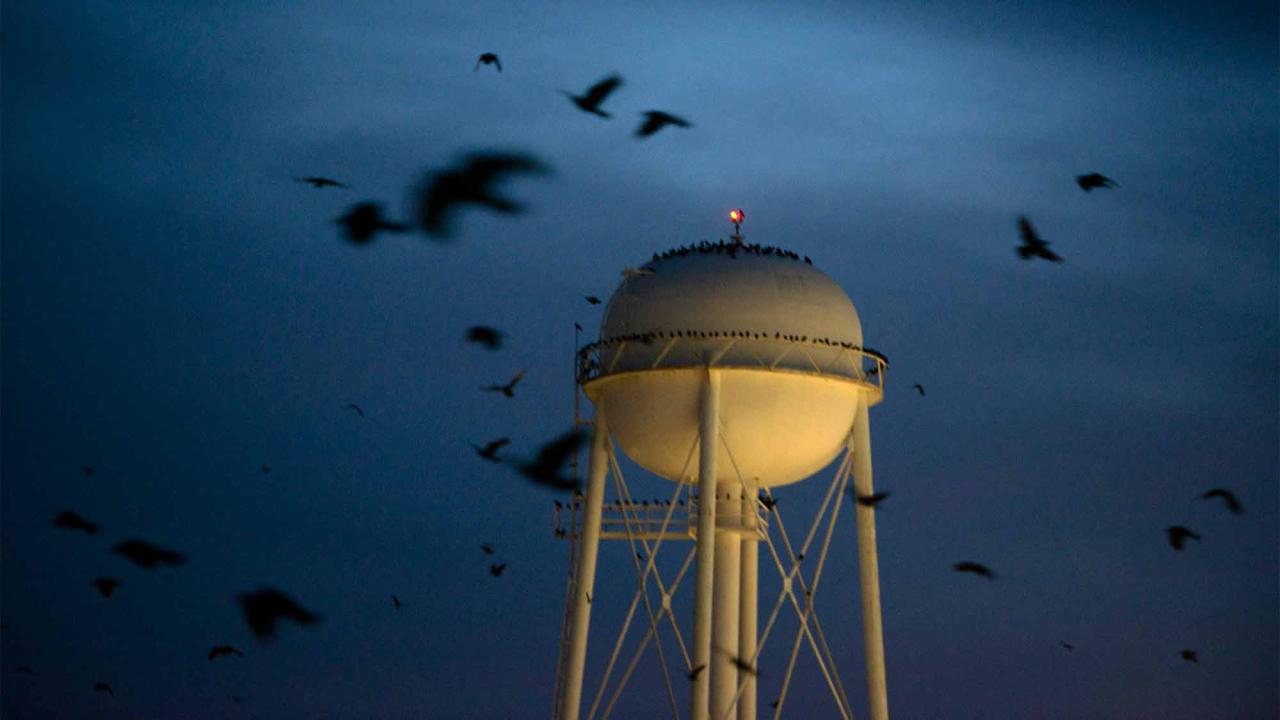 Numerous crows fly through a dark sky