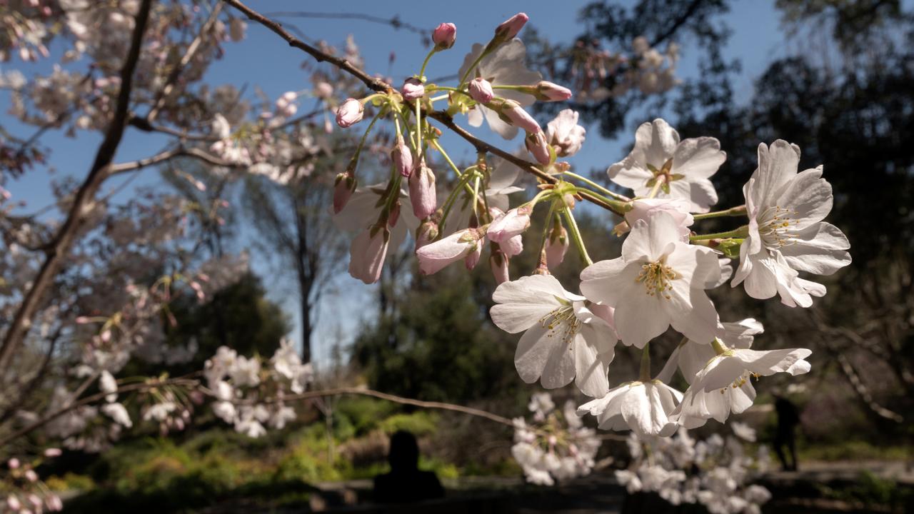 A closeup of pink blossoms on a tree agains a blue sky