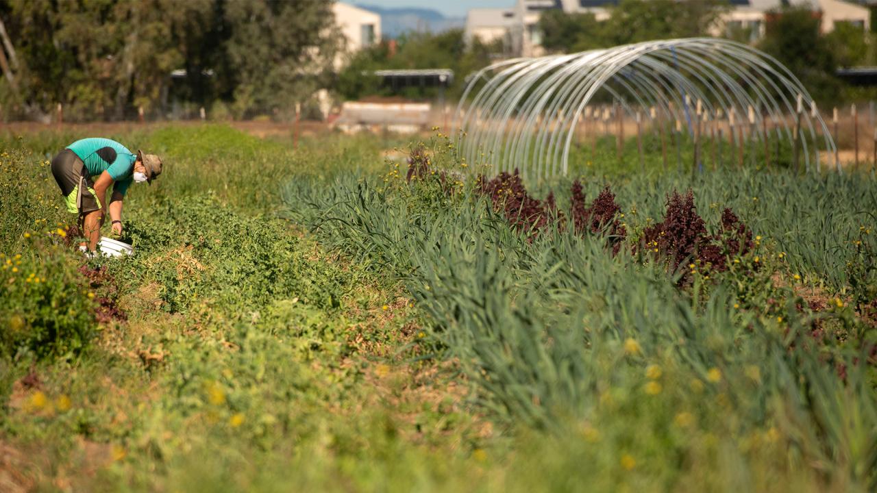 Student works at student farm.