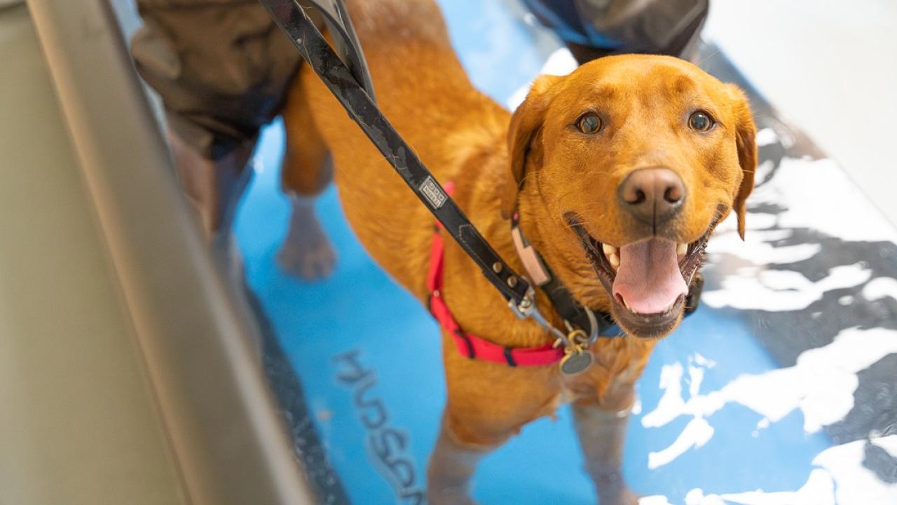 A tan dog partly immersed in water on a treadmill looks up at the camera