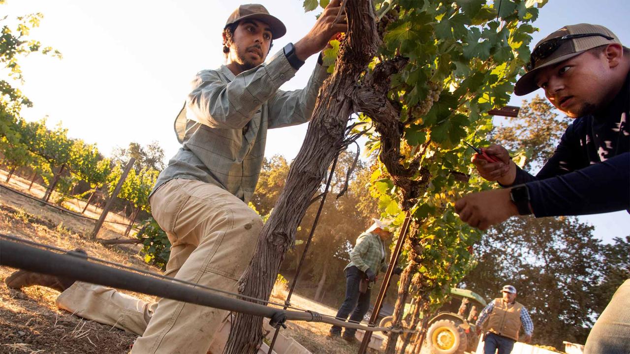 Two people pick grapes