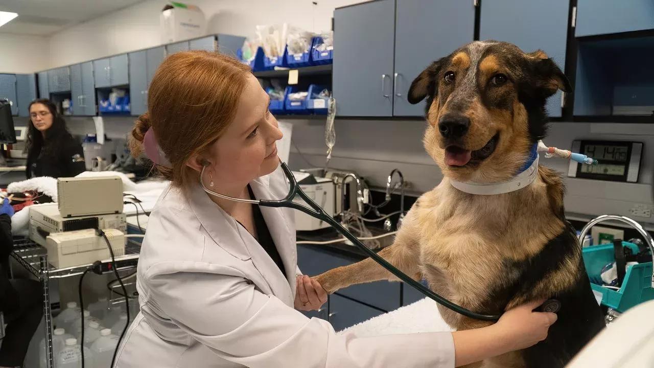 Student listens to dog with stethescope