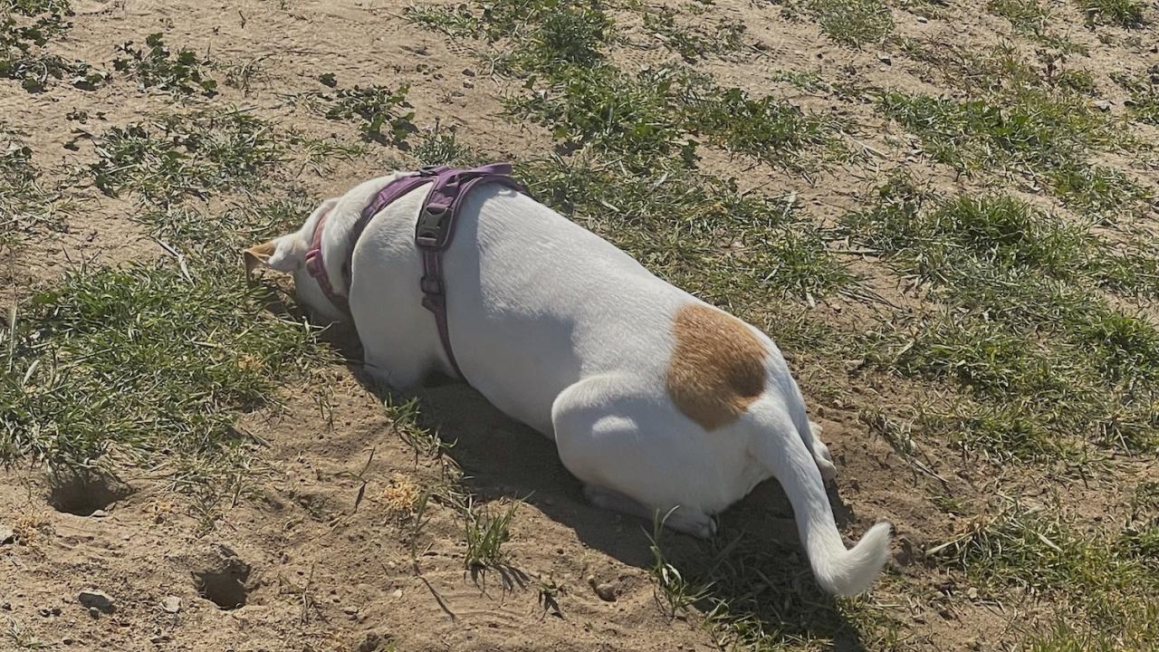 A UC Davis study finds that dogs could be indicators for Valley fever spread in humans. Dogs that like to dig, such as this white and brown Jack Russell terrier shown digging in dirt, are more at risk for the disease. (Credit: Dr. William Zachary Mills DVM, MPH, MBA)