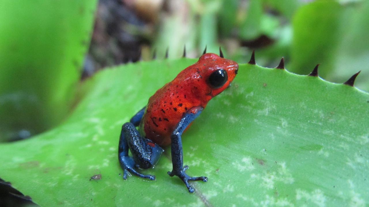 frog on leaf