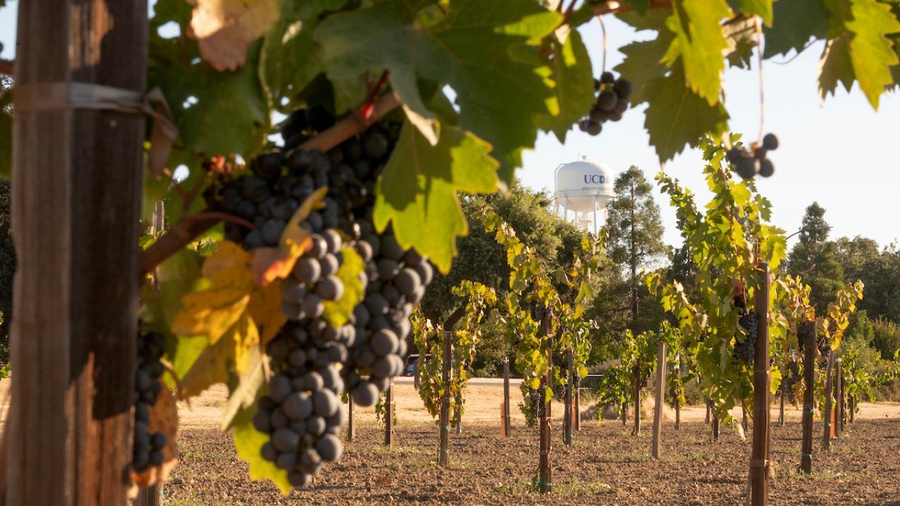 The UC Davis Water Tower is seen from the Robert Mondavi Institute vineyard with grapes on the vine