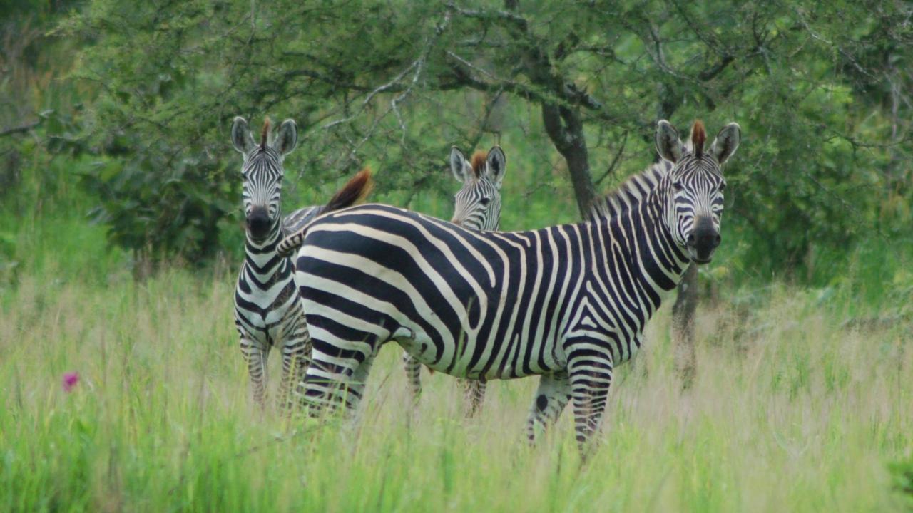 zebras