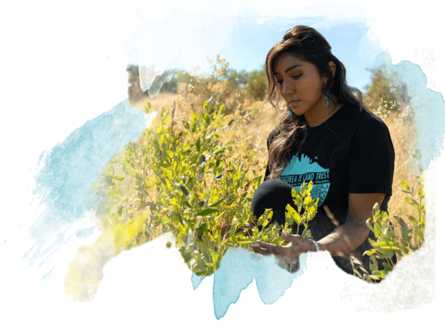 A Native American examines a sapling at the edge of a valley woodland