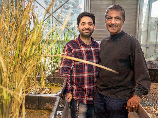 Two researchers stand inside a greenhouse