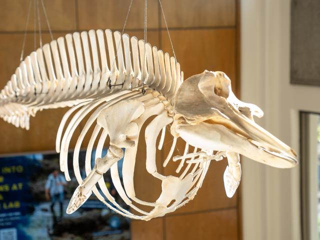 Hanging skeleton of a whale displayed in a bright, modern space.
